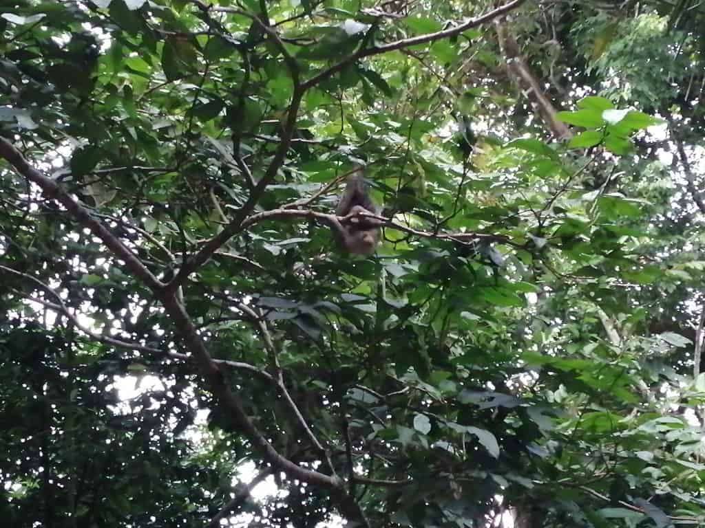 Oso Perezoso en la rama de un árbol.
